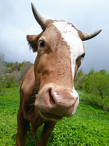 Brown and White Cow on Green Field thumbnail