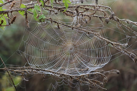 spider web on plant in selective focus photography thumbnail
