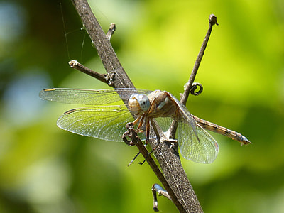 Dragonfly Amrilla, Branch thumbnail