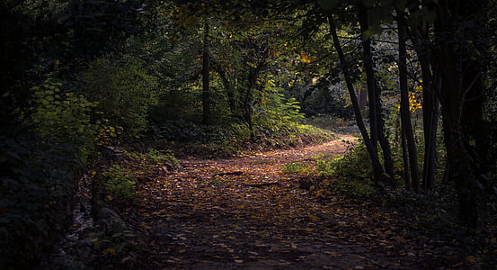 landscape forest path wallpaper thumbnail