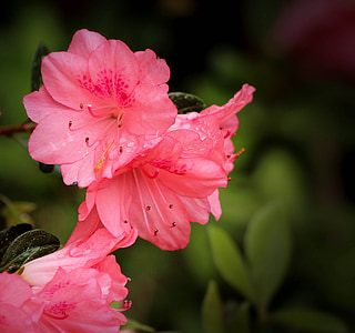 pink flowers thumbnail