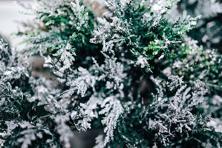 Close-ups of snowy trees thumbnail
