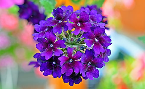 purple petaled flower in selective focus photography thumbnail