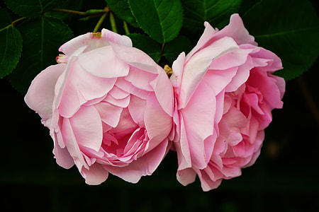 two pink roses closeup photography thumbnail