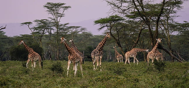 group of giraffe during daytime thumbnail