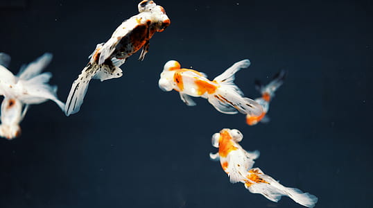 white fishes thumbnail