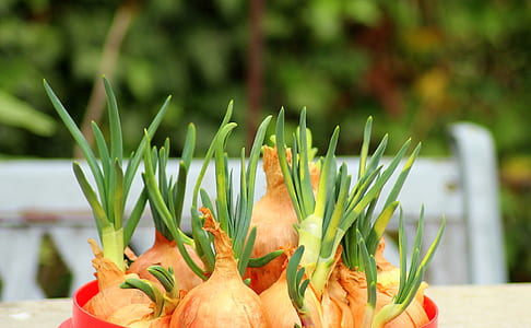 brown vegetable set thumbnail