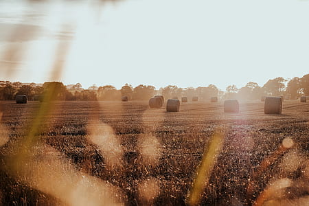 brown hay on field during daytime thumbnail