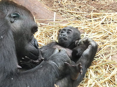 black monkeys thumbnail