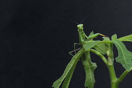 green praying mantis perching of leaf thumbnail