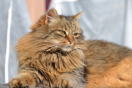 brown cat thumbnail