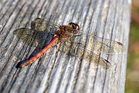 selective focus photography of red dragonfly perched on gray surface thumbnail