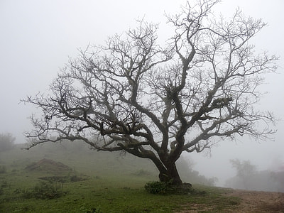 bare tree in fog thumbnail