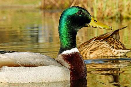closeup photography of mallard duck thumbnail