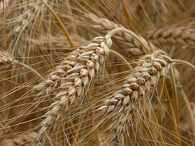 dried brown plants thumbnail
