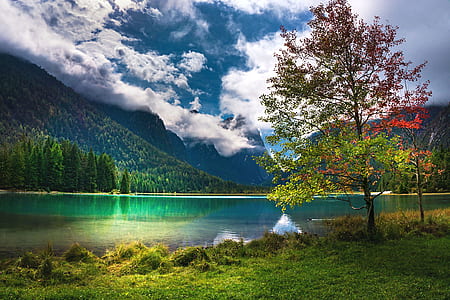 green leafed tree near body of water under cloudy sky thumbnail