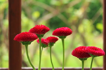 red flowers thumbnail
