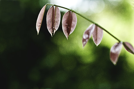 water droplets on leaves thumbnail