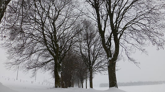 brown tree surrounded by snow thumbnail