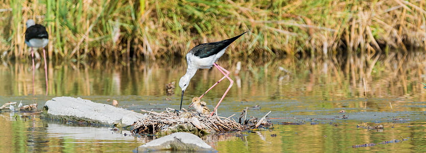 selective focus photo of black-winged stilt bird standing near calm body of water thumbnail