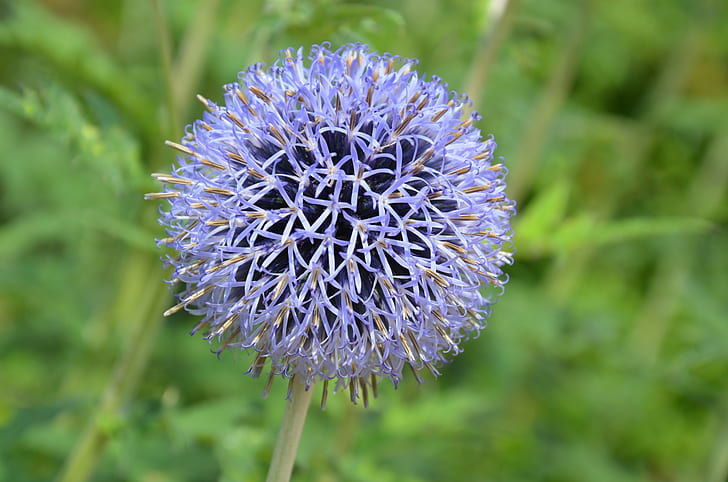 white and blue dandelion plant