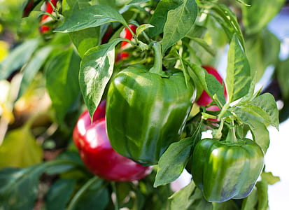 green and red bell pepper with green leaves thumbnail