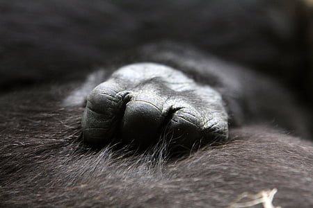 selective focus photography of black animal thumbnail