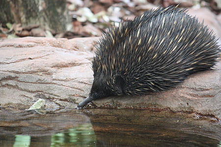 black hedgehog on brown rock thumbnail