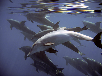 photo of group of dolphins thumbnail