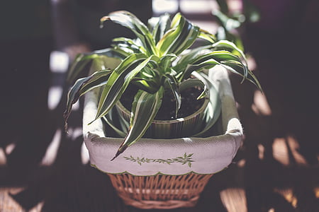 green leaf plant close-up photo thumbnail