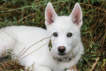 Small white puppy laying in the garden thumbnail
