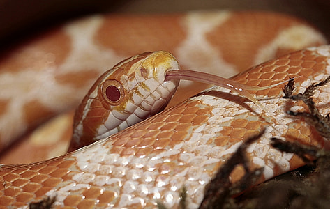 Corn Snake thumbnail