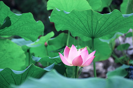 pink lotus flower thumbnail