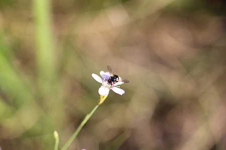 Insect On Little White Flower, Macro thumbnail