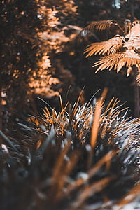 macro photography of a brown grasses thumbnail