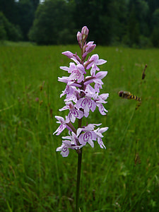 Flower, Orchid thumbnail