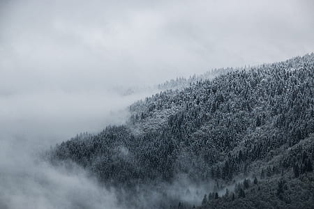 pine trees coated with fog thumbnail
