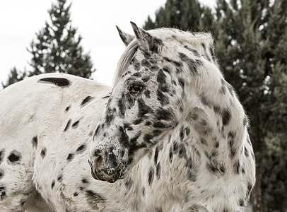 white and black spotted horse under bright sky thumbnail