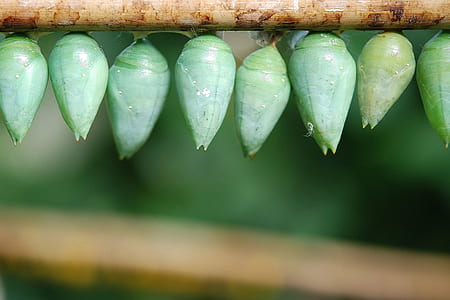 green leafed plant on brown tree branch thumbnail