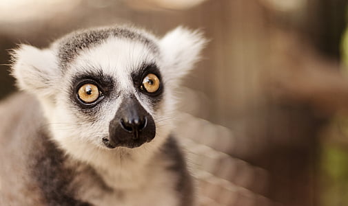 selective focus photography of white and black animal thumbnail