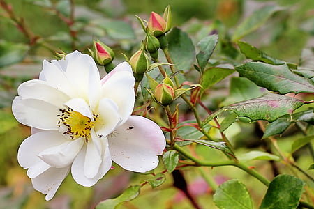 close up photograph of white rose flower thumbnail