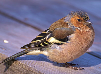 selective focus photography of common chaffinch thumbnail
