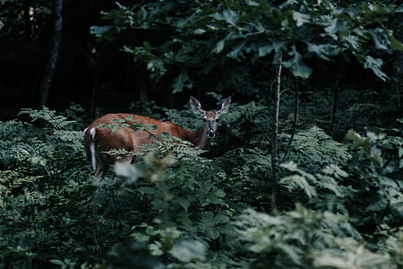 deer hiding at green leafed plants thumbnail