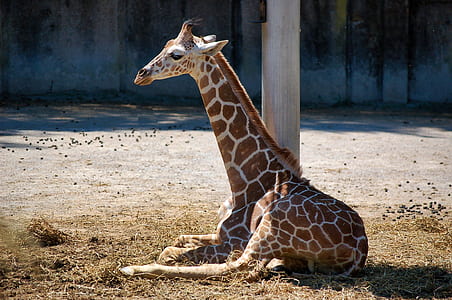 giraffe lying on ground near post thumbnail