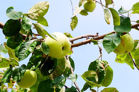 Fruits of wild golden apple tree. thumbnail