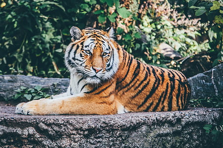 tiger laying on concrete floor during daytime thumbnail