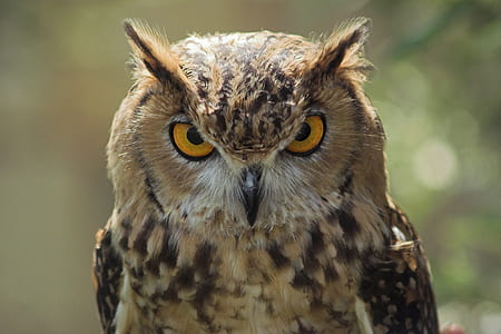 brown owl closeup photography thumbnail