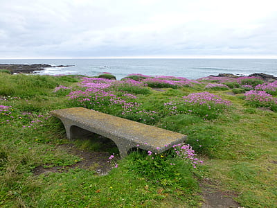 gray concrete sleeper bench beside pink petaled flowers near ocean thumbnail