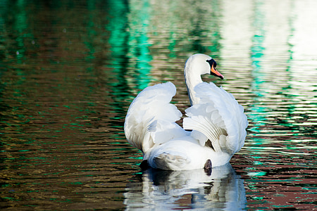 white duck on body of water thumbnail