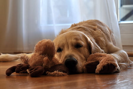 Golden Retriever lying on brown wooden floor near window thumbnail